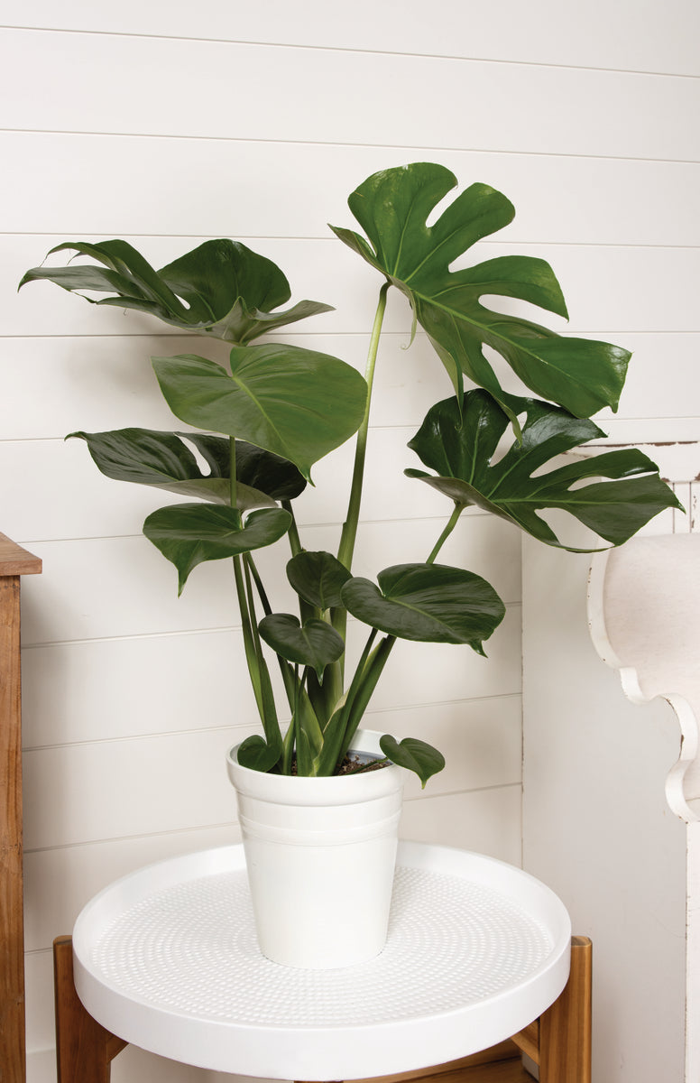 Mysteria® Deliciosa